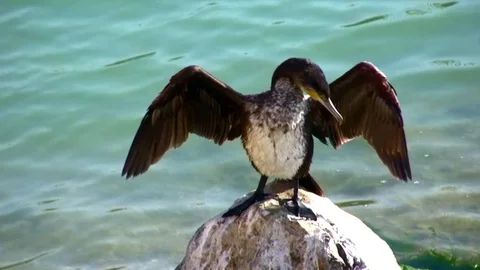Cormorant over rock. Stock Footage 111137491