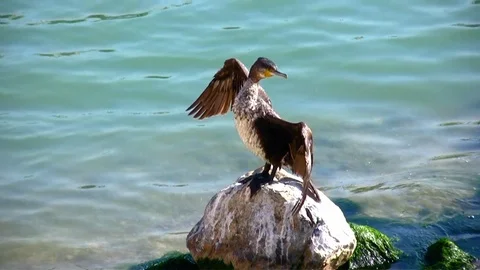 Cormorant over a rock. Stock Footage 111137494