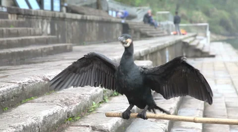 Cormorant on perch 스톡 동영상 43215628