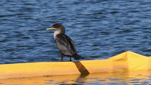 Cormorant perched above water looking around Stock Footage 166318046