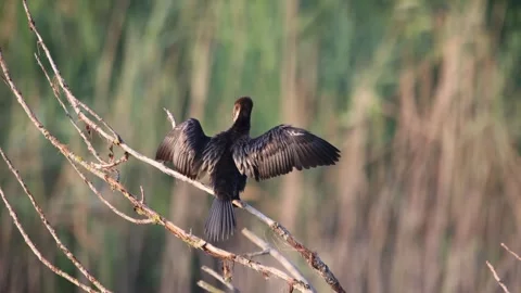 Cormorant perched on the branch opens its wings 4k Video stock 317176481