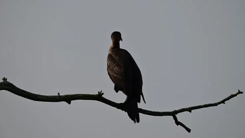 Cormorant Perched Stock Footage 246715524