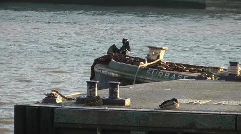Cormorant perched on moving barge drying wings Stock Footage 46809555
