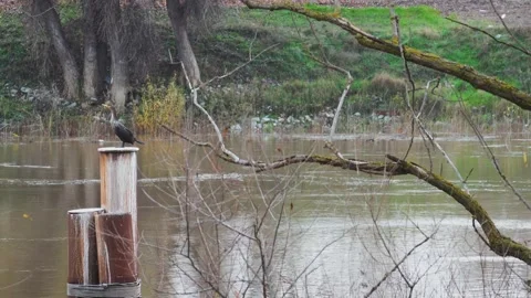Cormorant perches on a piling overlooking the murky Sacramento River Stock-Footage 327417584