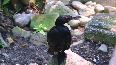 Cormorant Perches on Rock Stock Footage