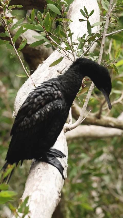 Cormorant Perching and Observing Stock-Footage 304727021