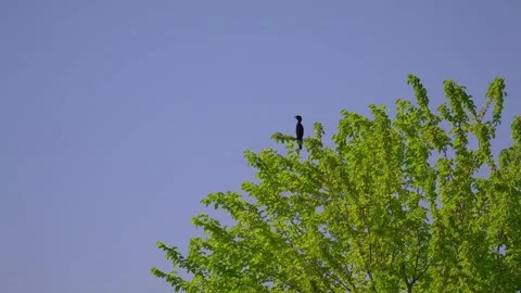 Cormorant perching on top of a mulberry tree against blue sky. Stock Footage 345137121