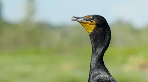 Cormorant  (Phalacrocorax auritus) Stock Footage 68106033