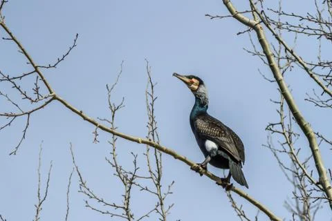 Cormorant (phalacrocorax carbo) Stock Photos