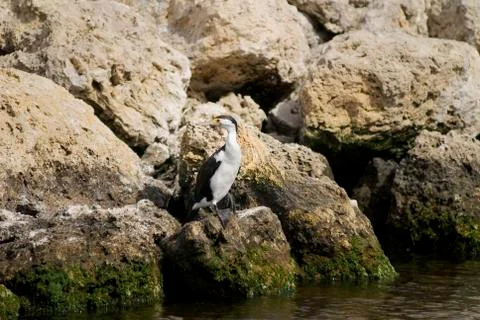 Cormorant Stock Photos