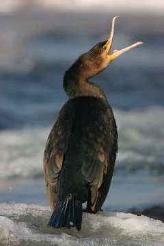 Cormorant 스톡 사진
