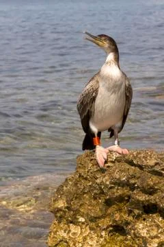 Cormorant Stock Photos