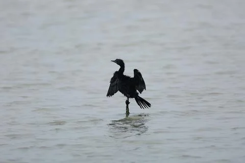 Cormorant Foto stock