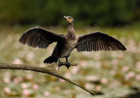 Cormorant Stock Photos