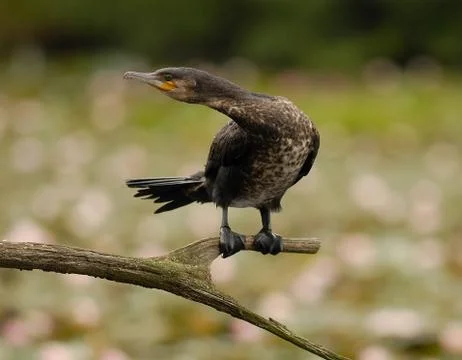 Cormorant Stock Photos