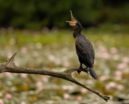 Cormorant Stock Photos