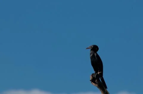 Cormorant Stock Photos