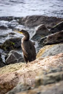 Cormorant Foto stock
