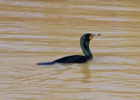 The cormorant Foto stock