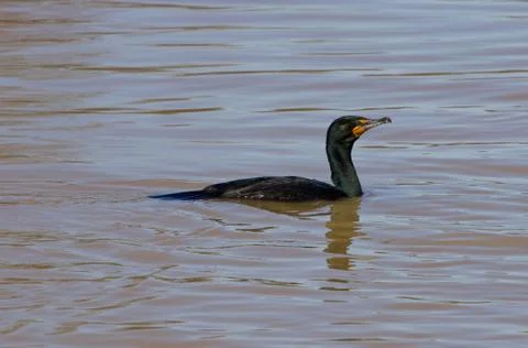 The cormorant Stock Photos