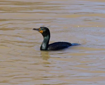 The cormorant Stock Photos