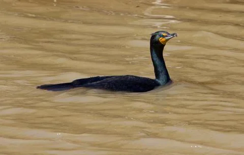 Cormorant Stock Photos