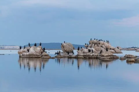Cormorant Stock Photos