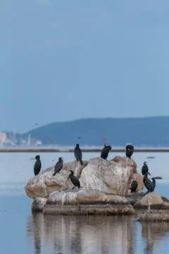 Cormorant Stock Photos