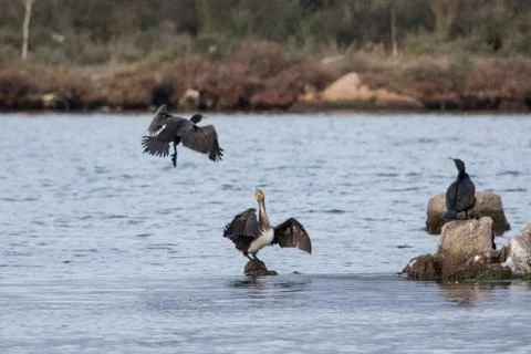 Cormorant Stock-Fotos