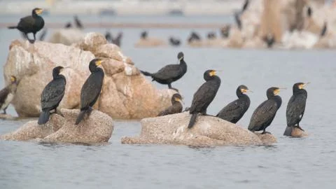 Cormorant Stock Photos