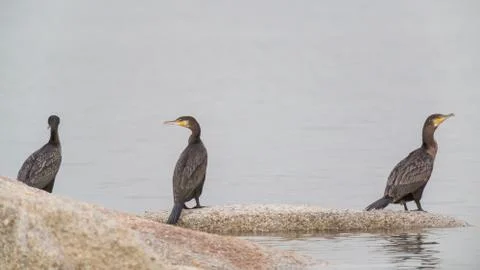 Cormorant Stock Photos