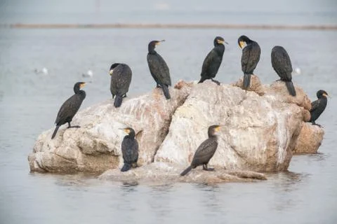 Cormorant Stock Photos