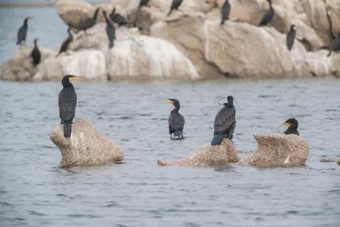 Cormorant Stock Photos