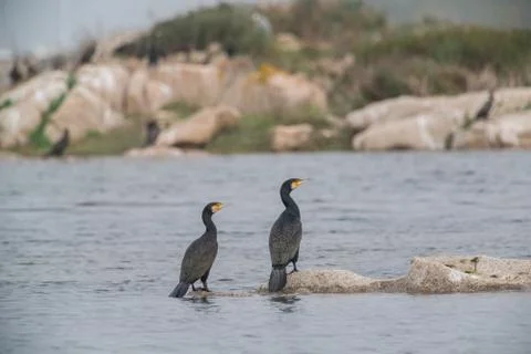 Cormorant Stock Photos