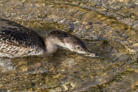 Cormorant Stock Photos