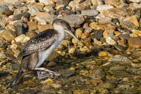 Cormorant Stock Photos