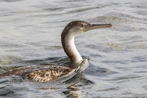 Cormorant Stock Photos