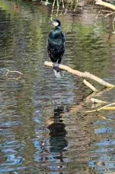 Cormorant Stock Photos