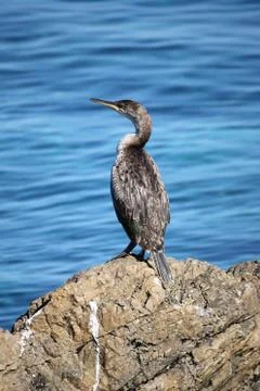 Cormorant Stock Photos