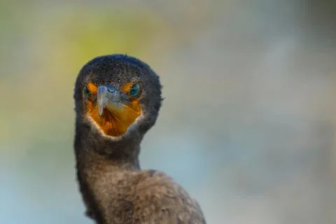 Cormorant Stock Photos