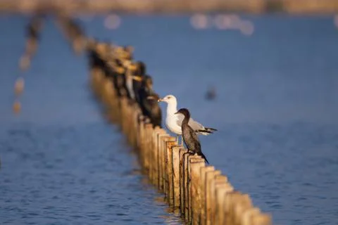 Cormorant Stock Photos