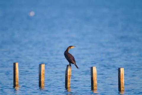 Cormorant Stock Photos