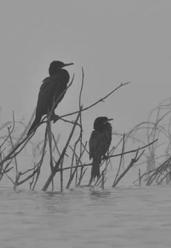 Cormorant Stock Photos
