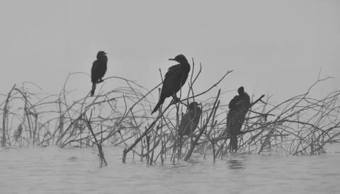 Cormorant Stock Photos