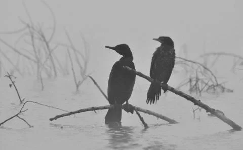 Cormorant Stock Photos