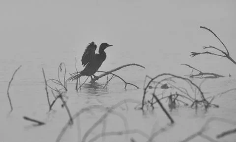 Cormorant Stock Photos