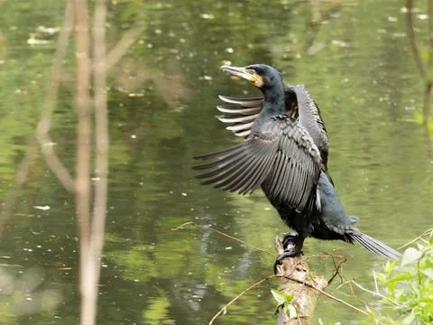 Cormorant Stock Photos