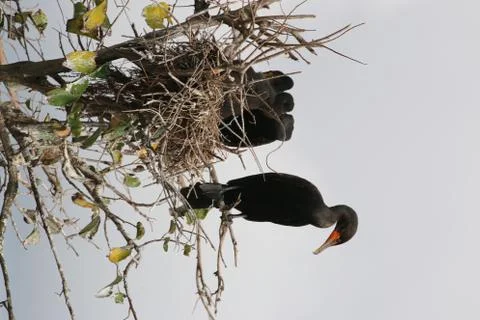 Cormorant Stock Photos