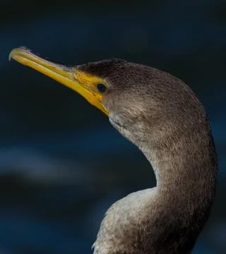 Cormorant  Stock Photos
