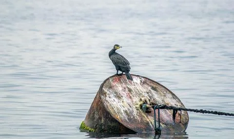 Cormorant Stock Photos